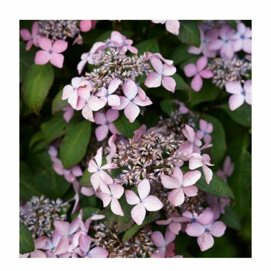 Ornamental Shrubs * | 15 20Cm Hydrangea Serrata 'Preziosa' | 9Cm Pot