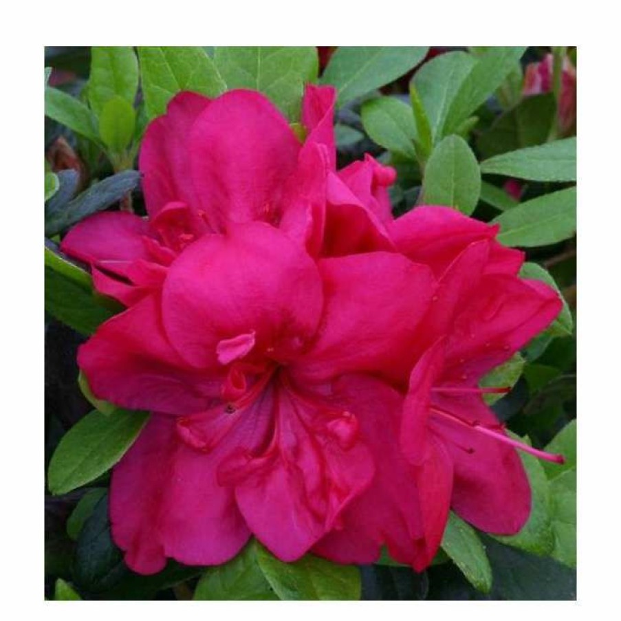 Ornamental Shrubs * | 1Ft Evergreen Azalea 'Mothers Day' |3L Pot | Azelea Japonica