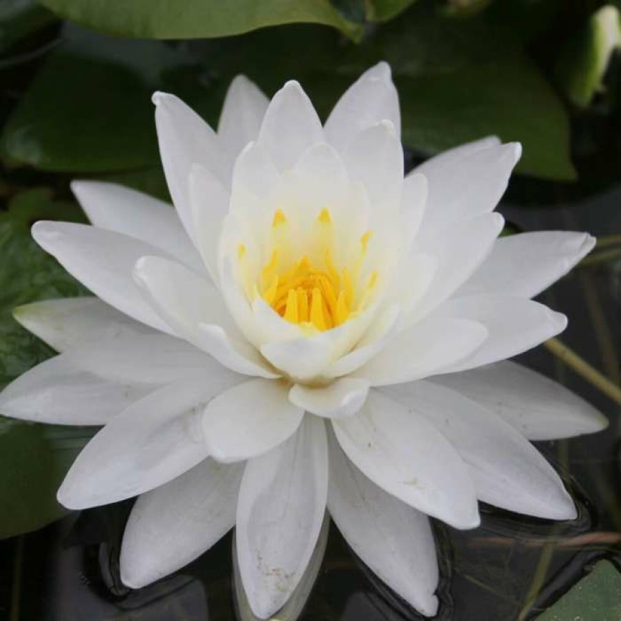 Pond Plants * | Large Water Lily 'Perry'S Double White' Nymphaea 'Perry'S Double White' 3L Pot