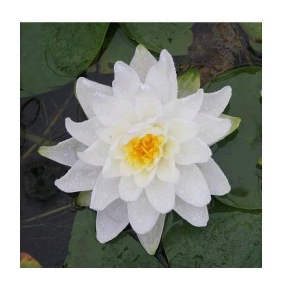 Pond Plants * | Large Water Lily 'Perry'S Double White' Nymphaea 'Perry'S Double White' 3L Pot