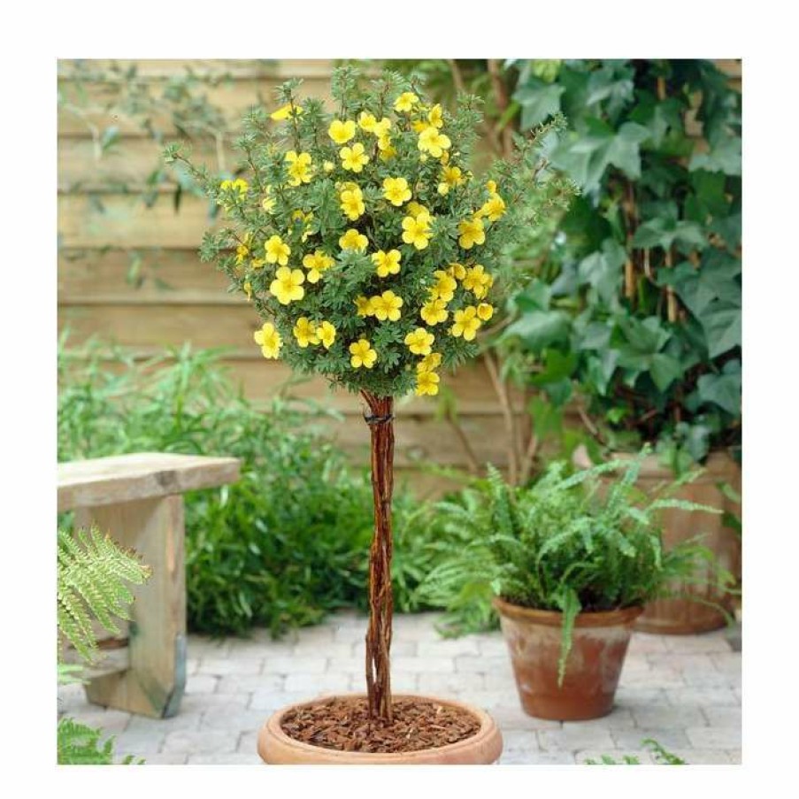 Ornamental Shrubs * | 0.6-1.6Ft Cinquefoil | Bare Root | Potentilla Fruticosa