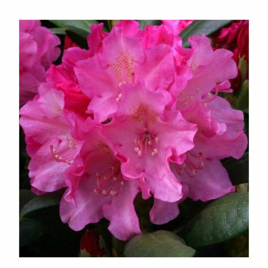 Ornamental Shrubs * | 1Ft Rhododendron 'Polaris' | 3L Pot | Rhododendron Yakushimanum