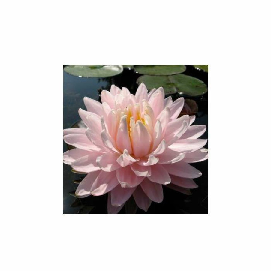 Pond Plants * | Large Water-Lily 'Gloire Du Temple-Sur-Lot' Nymphaea 'Gloire Du Temple-Sur-Lot' 3L Pot