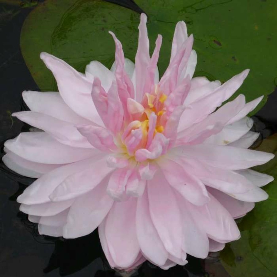 Pond Plants * | Large Water-Lily 'Gloire Du Temple-Sur-Lot' Nymphaea 'Gloire Du Temple-Sur-Lot' 3L Pot