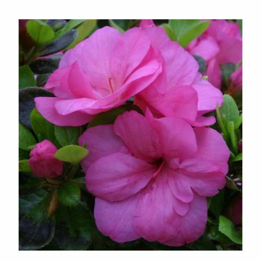 Ornamental Shrubs * | 1Ft Evergreen Azalea 'Maria Elena' |3L Pot | Azelea Japonica