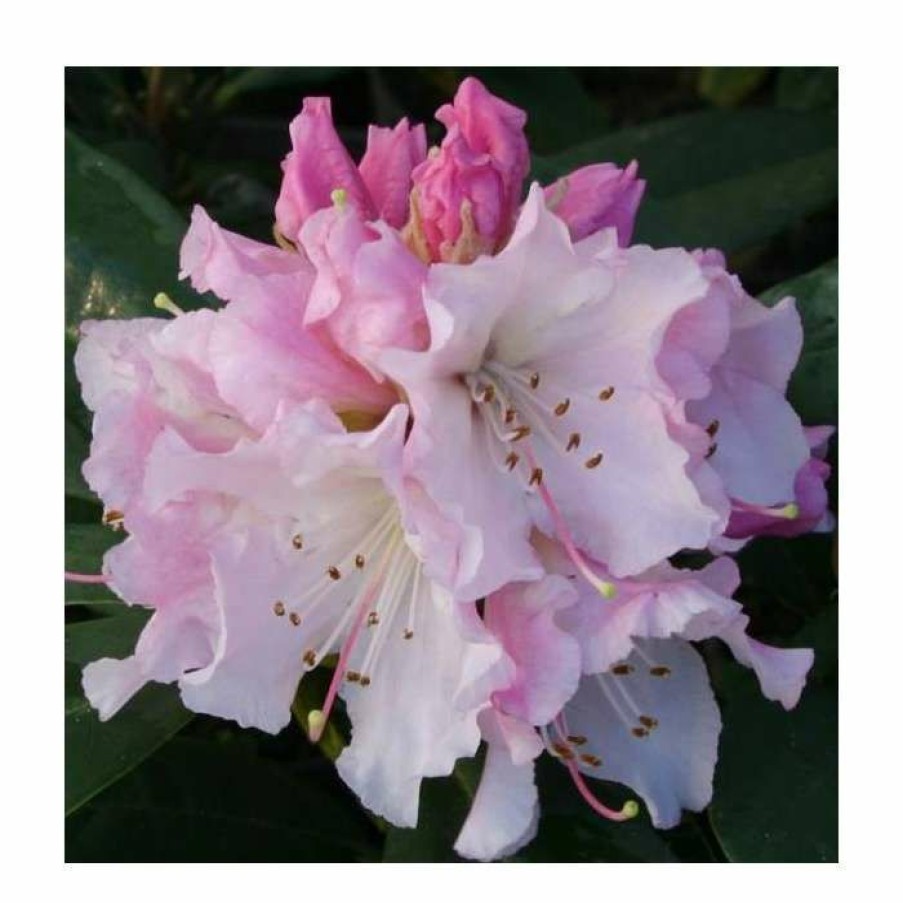 Ornamental Shrubs * | 1Ft Rhododendron 'Christmas Cheer' | 7.5L Pot | Compact Rhododendron