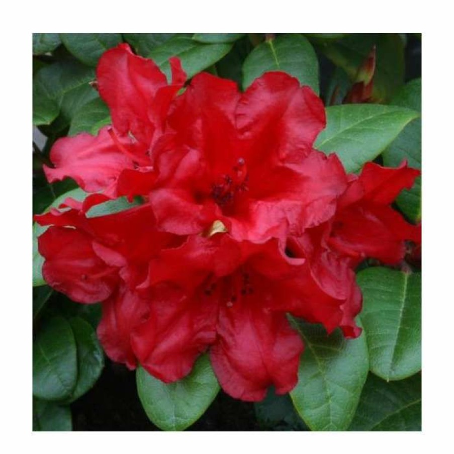 Ornamental Shrubs * | 1Ft Dwarf Rhododendron 'Scarlet Wonder' | 3L Pot