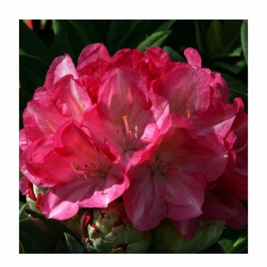 Ornamental Shrubs * | 1Ft Rhododendron 'Fantastica'| 3L Pot | Rhododendron Yakushimanum