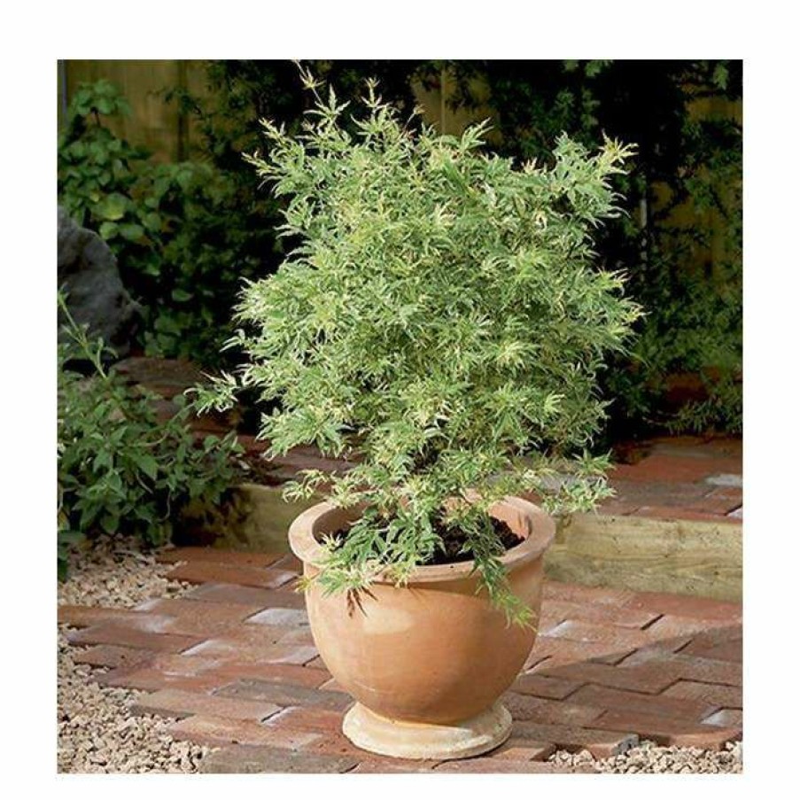 Ornamental Trees * | Acer Palmatum 'Butterfly' | Japanese Maple Tree | 7.5L Pot | 70-90Cm