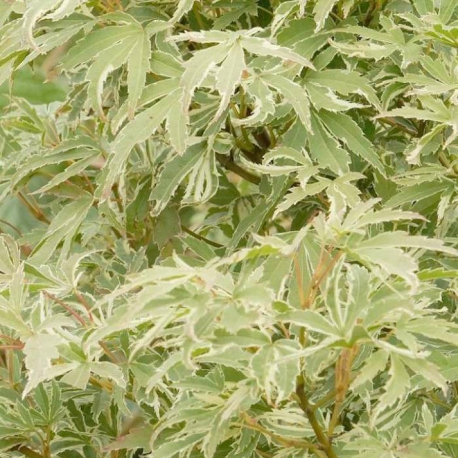 Ornamental Trees * | Acer Palmatum 'Butterfly' | Japanese Maple Tree | 7.5L Pot | 70-90Cm