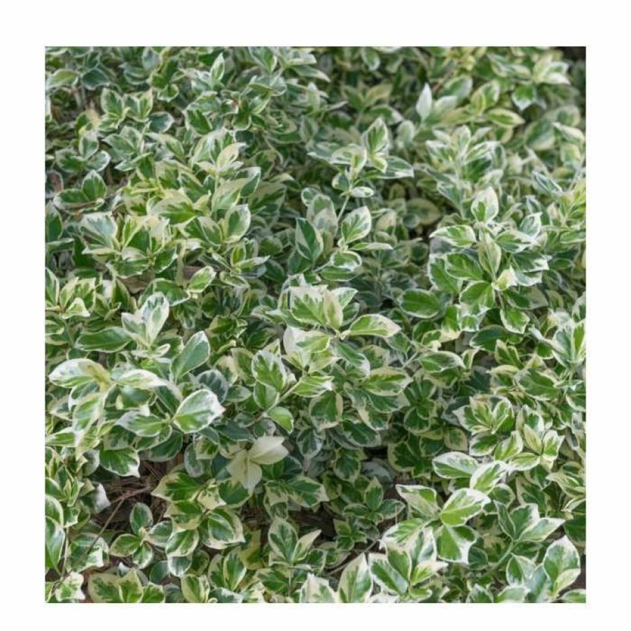 Ornamental Shrubs * | 40Cm Euonymus 'Emerald Gaiety' | 2 Litre Pot