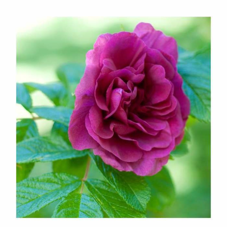 Ornamental Shrubs * | 15 20Cm Rosa Rugosa 'Hansa' | 9Cm Pot