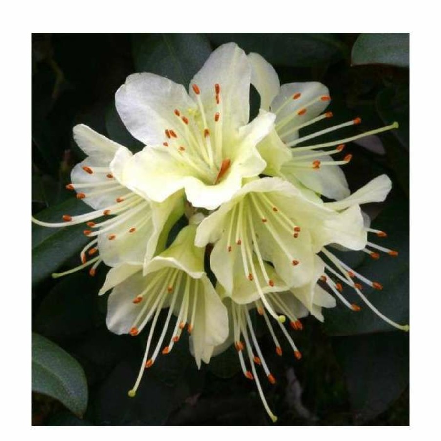 Ornamental Shrubs * | 1Ft Dwarf Rhododendron 'Princess Anne' | 3L Pot