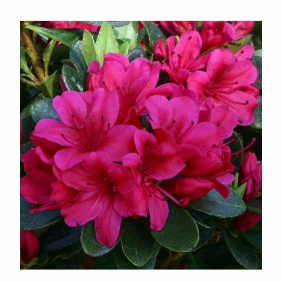 Ornamental Shrubs * | 1Ft Evergreen Azalea 'Geisha Red' |3L Pot | Azelea Japonica