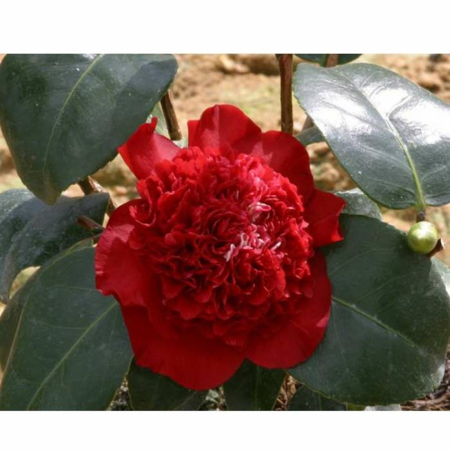 Ornamental Shrubs * | 3Ft Camellia 'Ruby Wedding' | 4L | Camellia X Williamsii