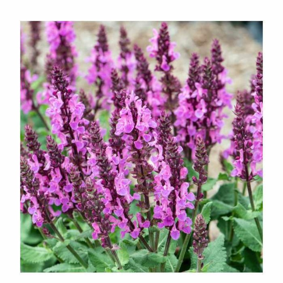 Perennial Plants * | Salvia Nemorosa 'Rose Marvel' | Wild Sage