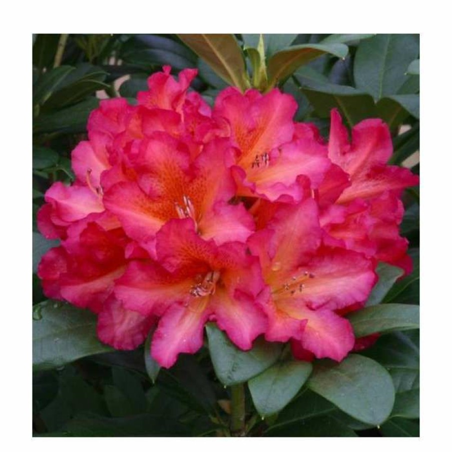 Ornamental Shrubs * | 1Ft Rhododendron 'Golden Gate' | 7.5L Pot | Compact Rhododendron