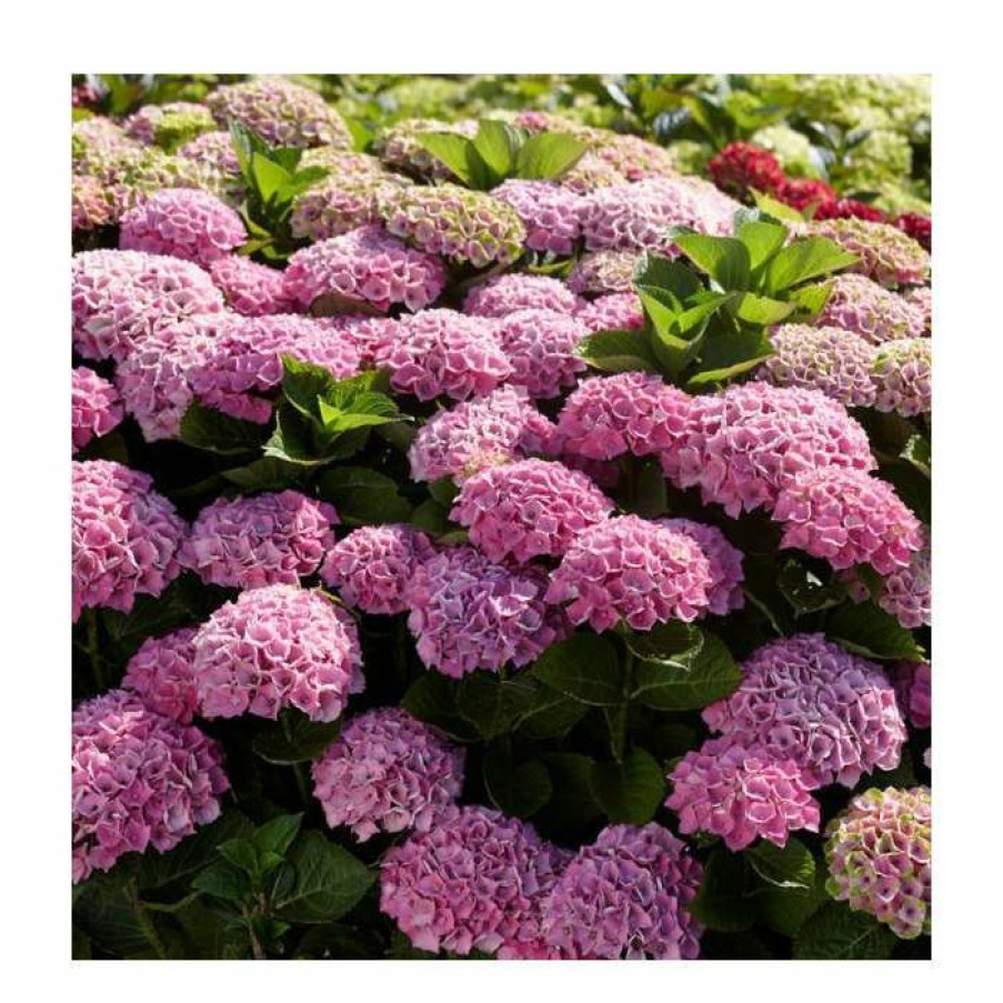 Ornamental Shrubs * | Hydrangea Magical Amethyst 'Rose' | 5L Pot