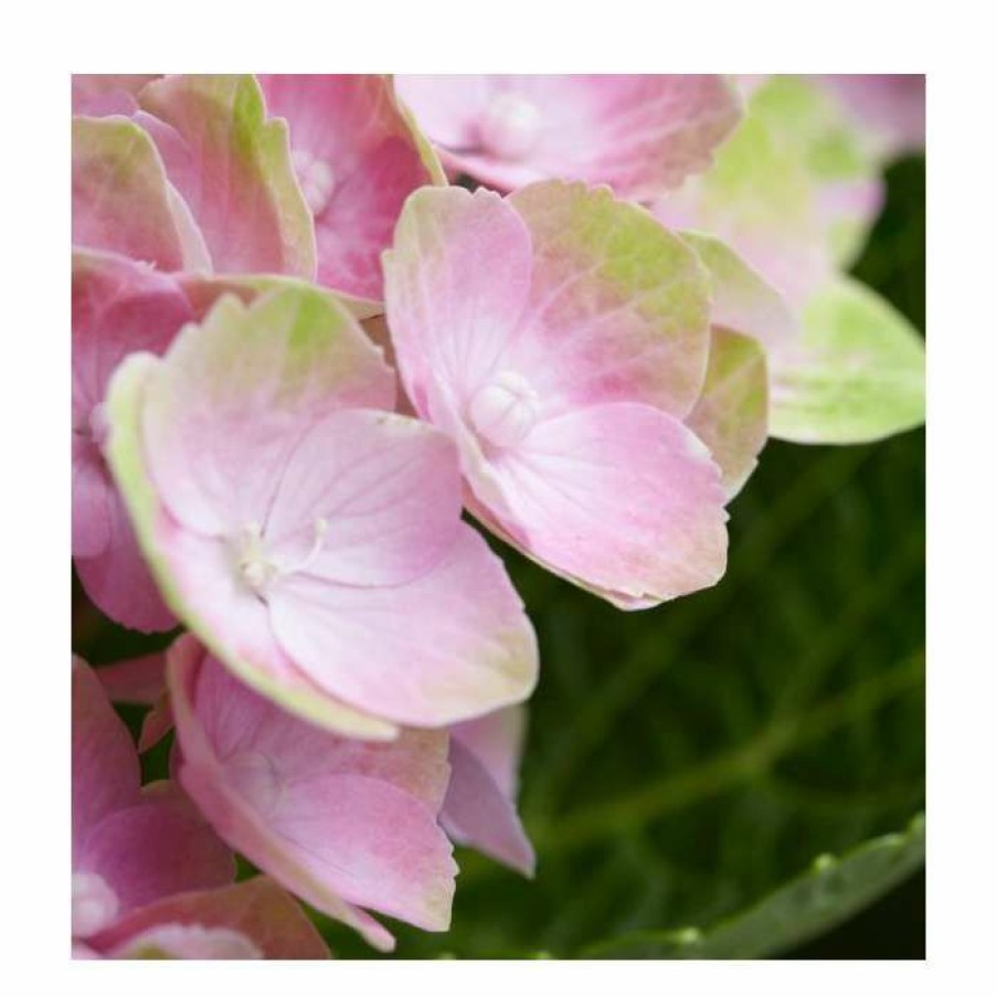 Ornamental Shrubs * | Hydrangea Magical Amethyst 'Rose' | 5L Pot