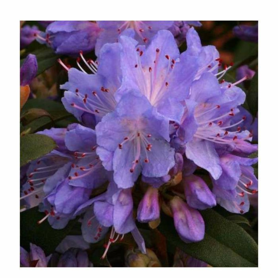 Ornamental Shrubs * | 1Ft Dwarf Rhododendron 'Blue Tit' | 3L Pot