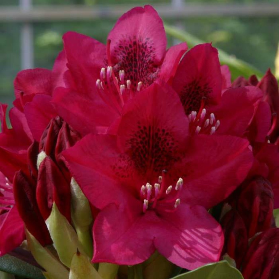 Ornamental Shrubs * | 2Ft Rhododendron 'Nova Zembla ' | 7.5L Pot | Rhododendron Hybrid