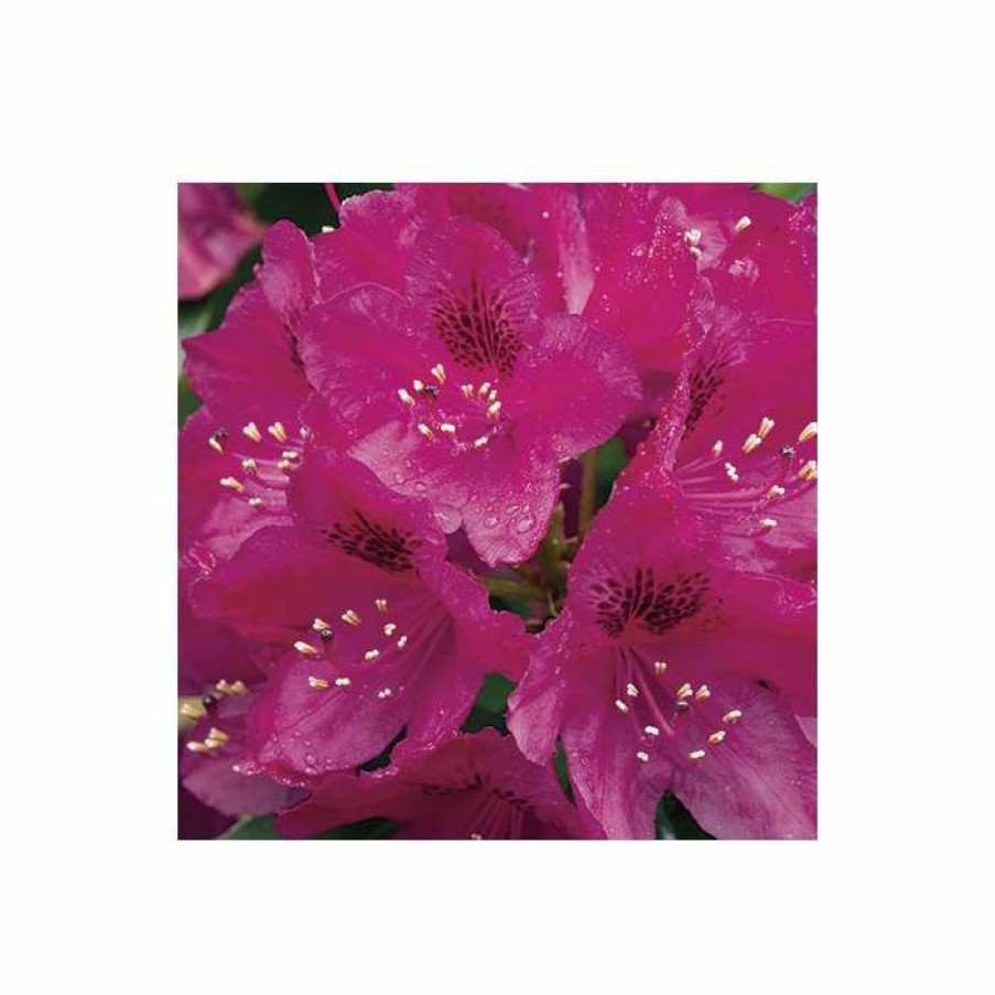 Ornamental Shrubs * | 2Ft Rhododendron 'Nova Zembla ' | 7.5L Pot | Rhododendron Hybrid