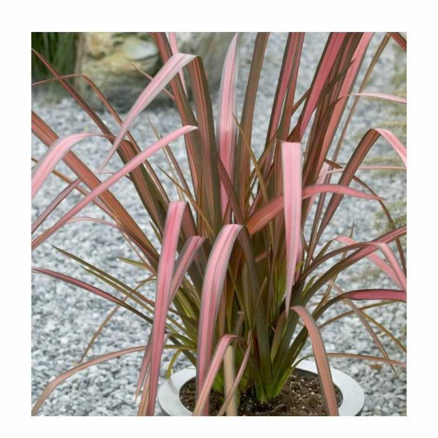 Ornamental Shrubs * | Phormium 'Purpurea' 4L Pot