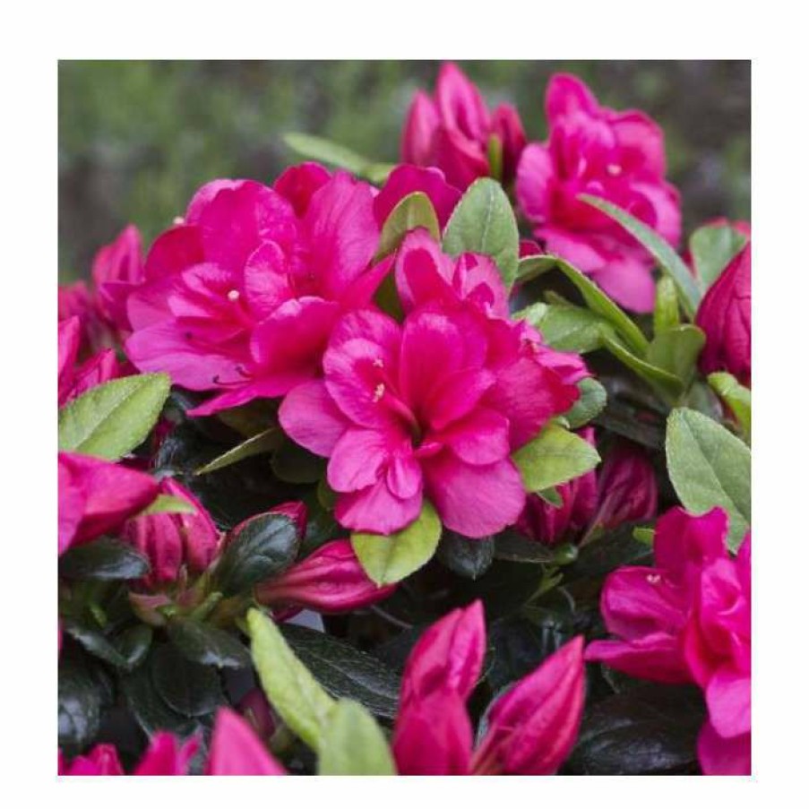 Ornamental Shrubs * | 1Ft Evergreen Azalea 'Canzonetta' |3L Pot | Azelea Japonica