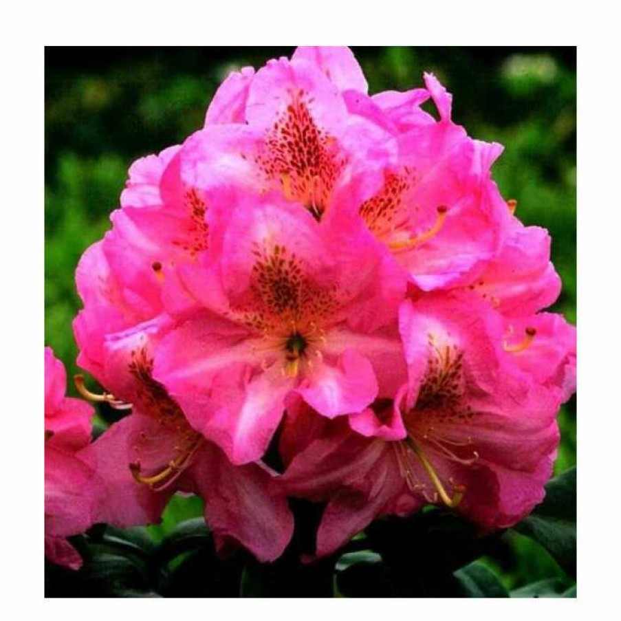 Ornamental Shrubs * | 2Ft Rhododendron 'Scintillation ' | 7.5L Pot | Rhododendron Hybrid