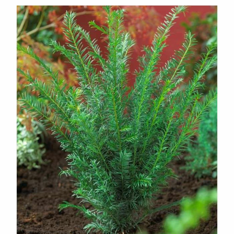 Ornamental Trees * | Taxus Baccata | Common Yew | 1L Pot