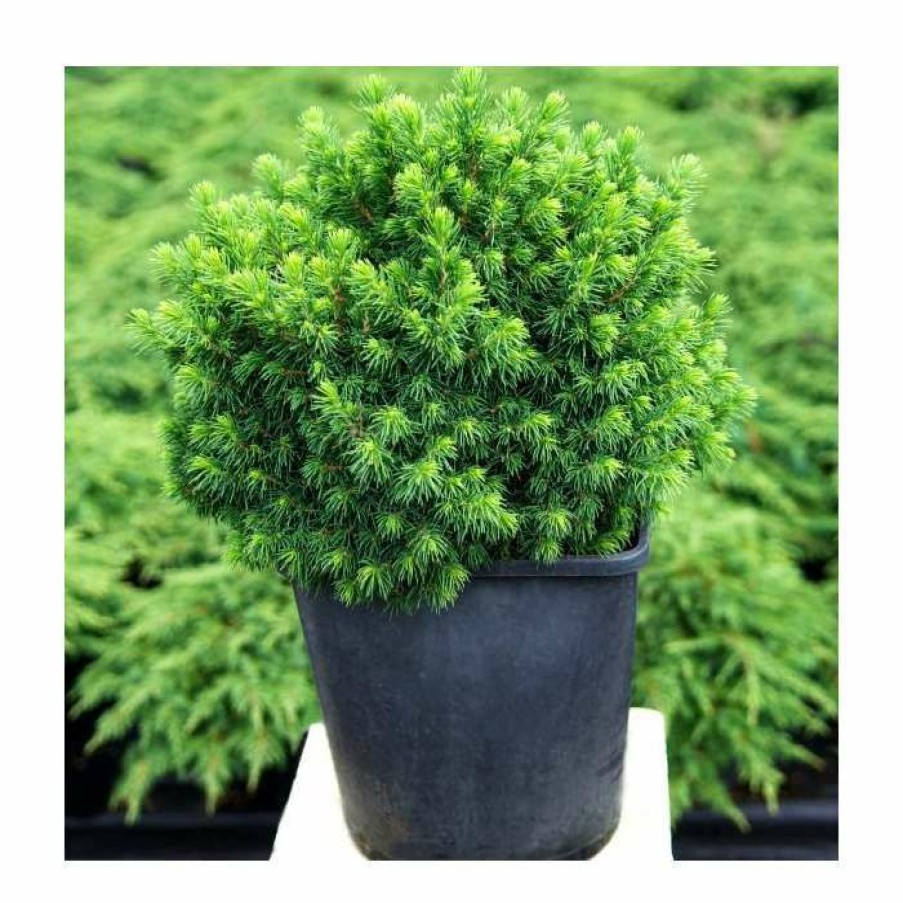 Ornamental Trees * | Picea Glauca Var. Albertiana 'Alberta Globe' | 1L Pot