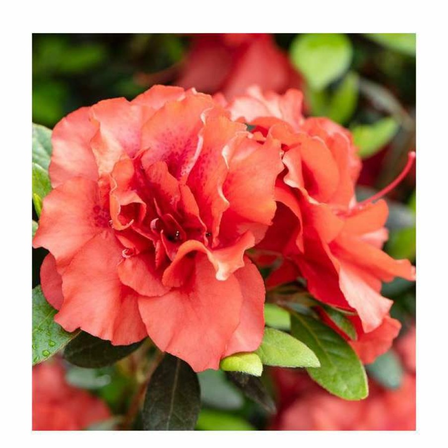 Ornamental Shrubs * | 15Cm Orange-Red Evergreen Azalea | Rhododendron | 9Cm Pot