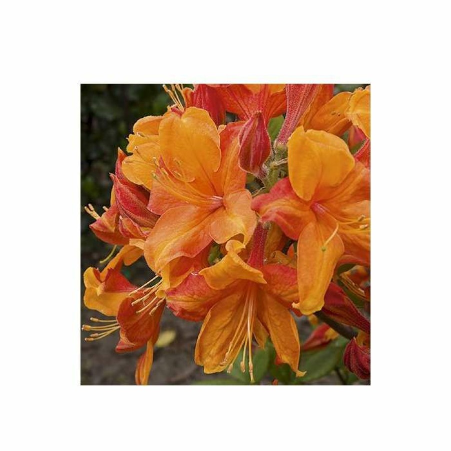 Ornamental Shrubs * | 2Ft Deciduous Azalea 'Golden Eagle' | 5L Pot Azalea Mollis 'Golden Eagle'