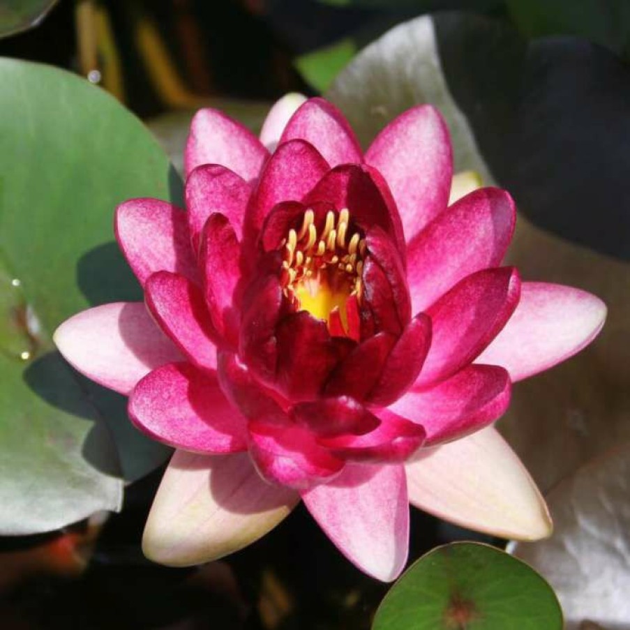 Pond Plants * | Nymphaea 'Almost Black' | Water Lily