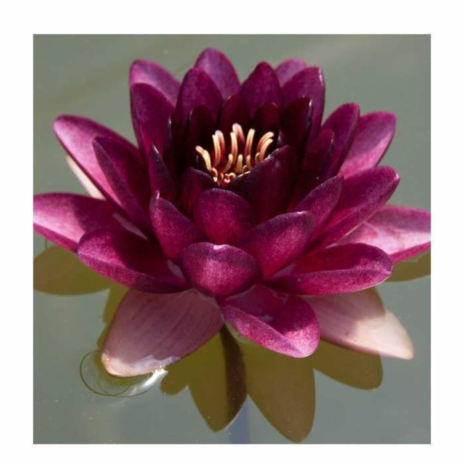 Pond Plants * | Nymphaea 'Almost Black' | Water Lily