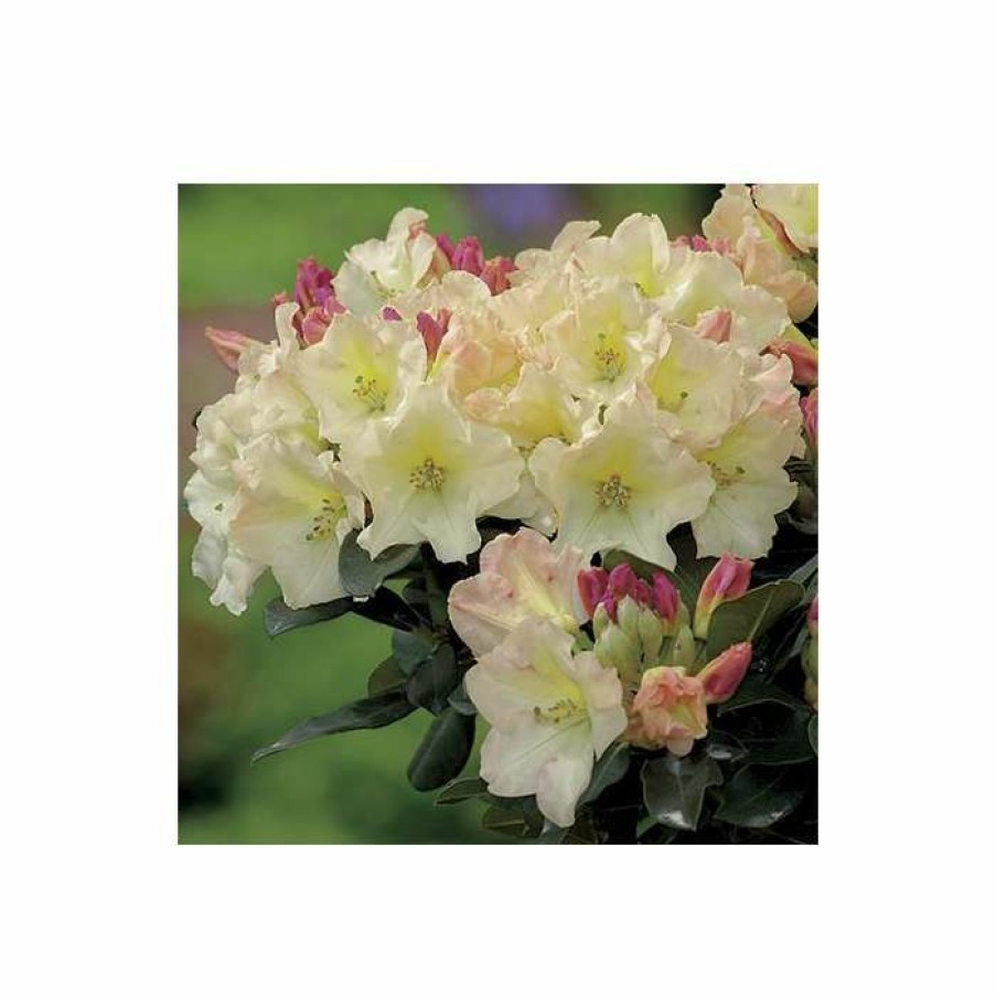 Ornamental Shrubs * | 2Ft Rhododendron 'Horizon Monarch' | 7.5L Pot | Rhododendron Hybrid