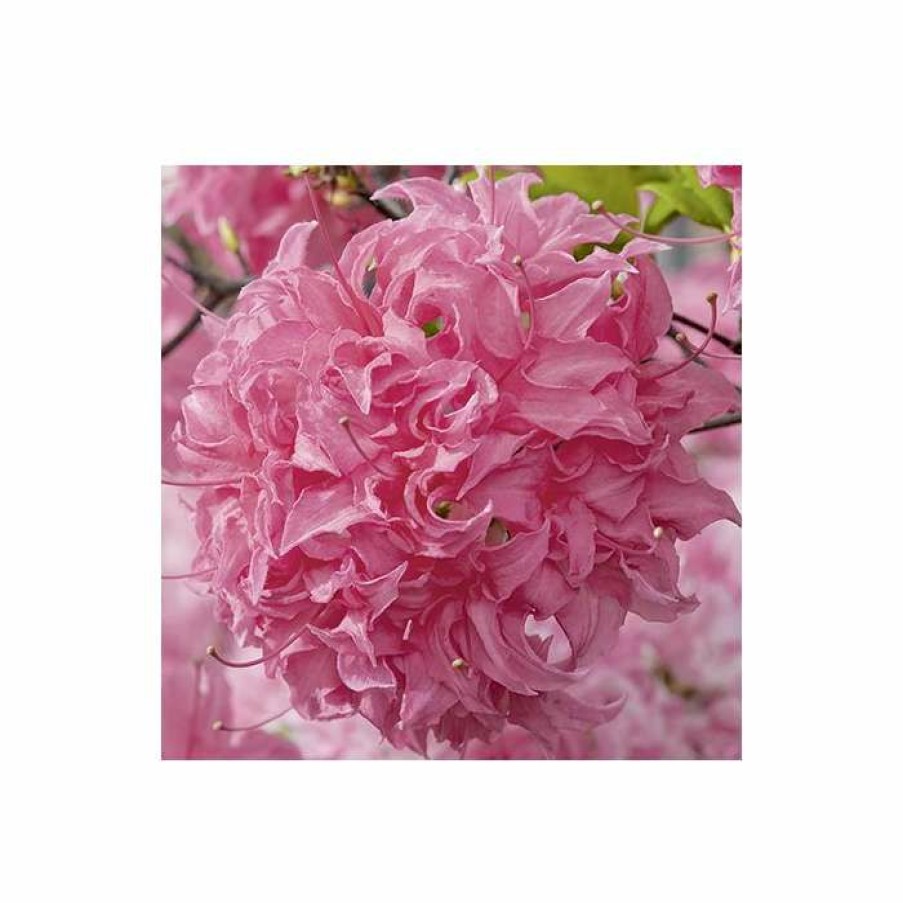 Ornamental Shrubs * | 2Ft Deciduous Azalea 'Homebush' | 5L Pot