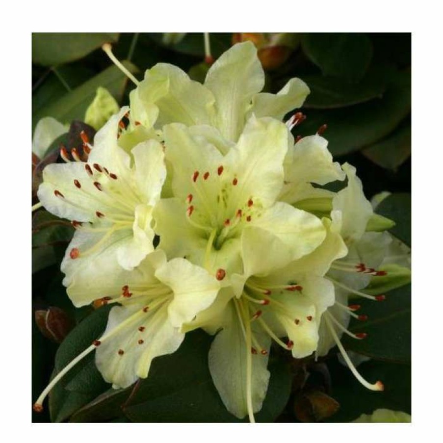 Ornamental Shrubs * | 1Ft Dwarf Rhododendron 'Shamrock' | 3L Pot