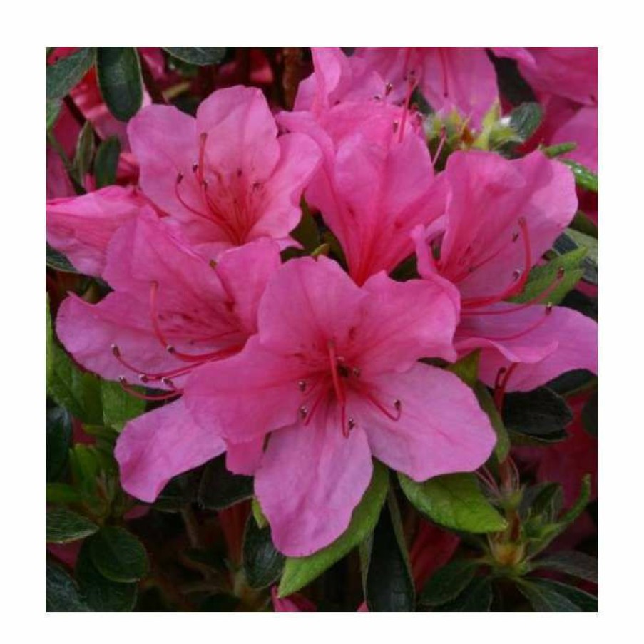 Ornamental Shrubs * | 1Ft Evergreen Azalea 'Madame Van Hecke' |3L Pot | Azelea Japonica