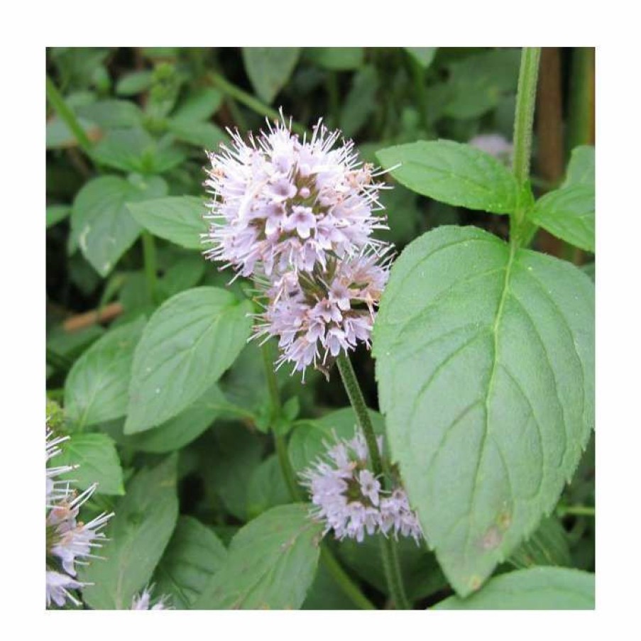 Pond Plants * | Water Mint | Mentha Aquatica