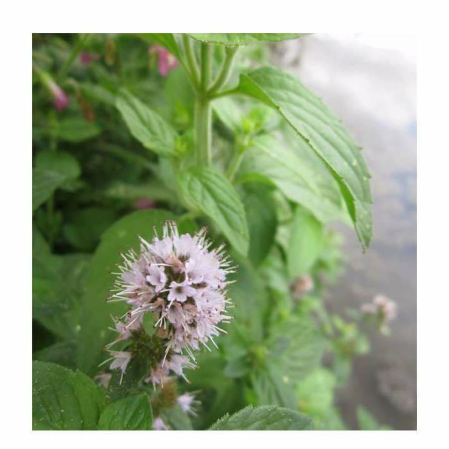 Pond Plants * | Water Mint | Mentha Aquatica