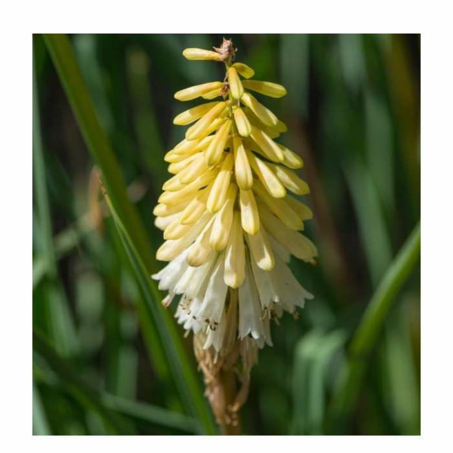 Perennial Plants * | Kniphofia 'Poco Citron' | 3L Pot