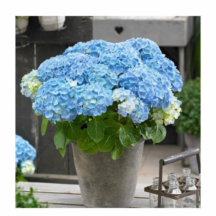 Ornamental Shrubs * | Hydrangea Forever & Ever 'Light Blue' | 5L Pot