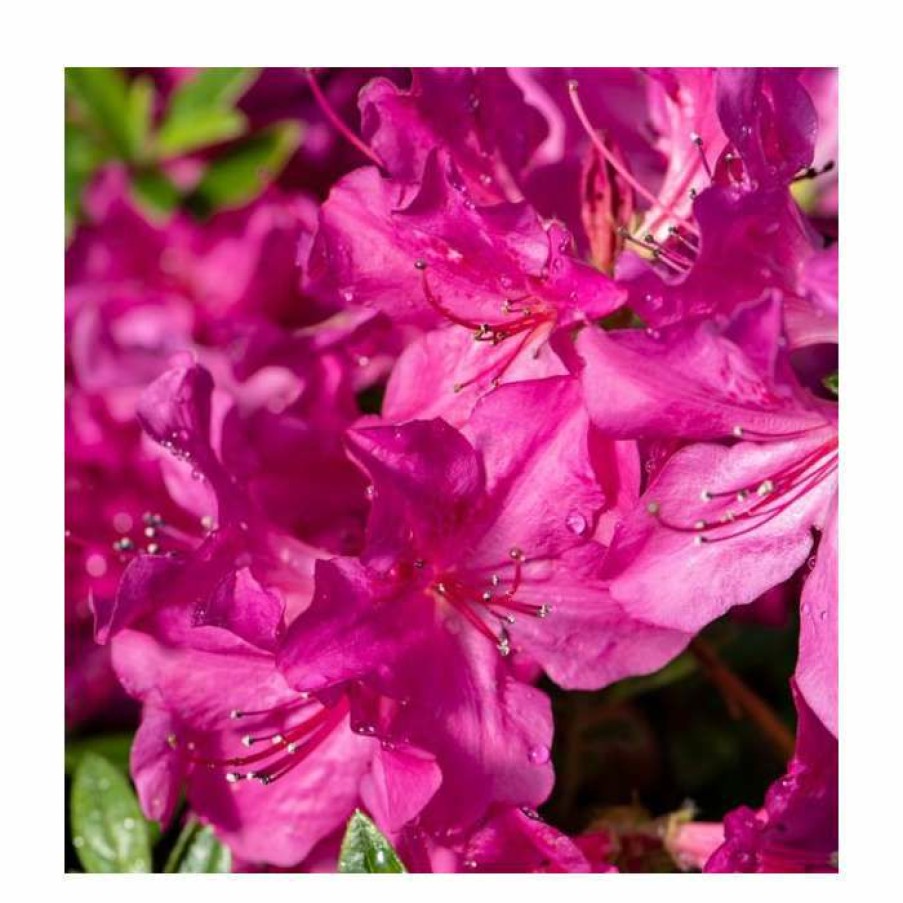 Ornamental Shrubs * | 40Cm Azalea 'Elsie Lee' | 2 Litre Pot