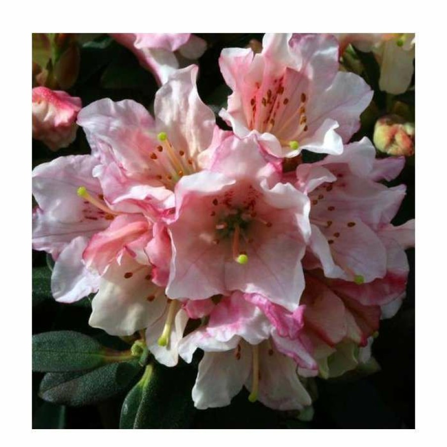 Ornamental Shrubs * | 1Ft Dwarf Rhododendron 'Wee Bee' | 3L Pot