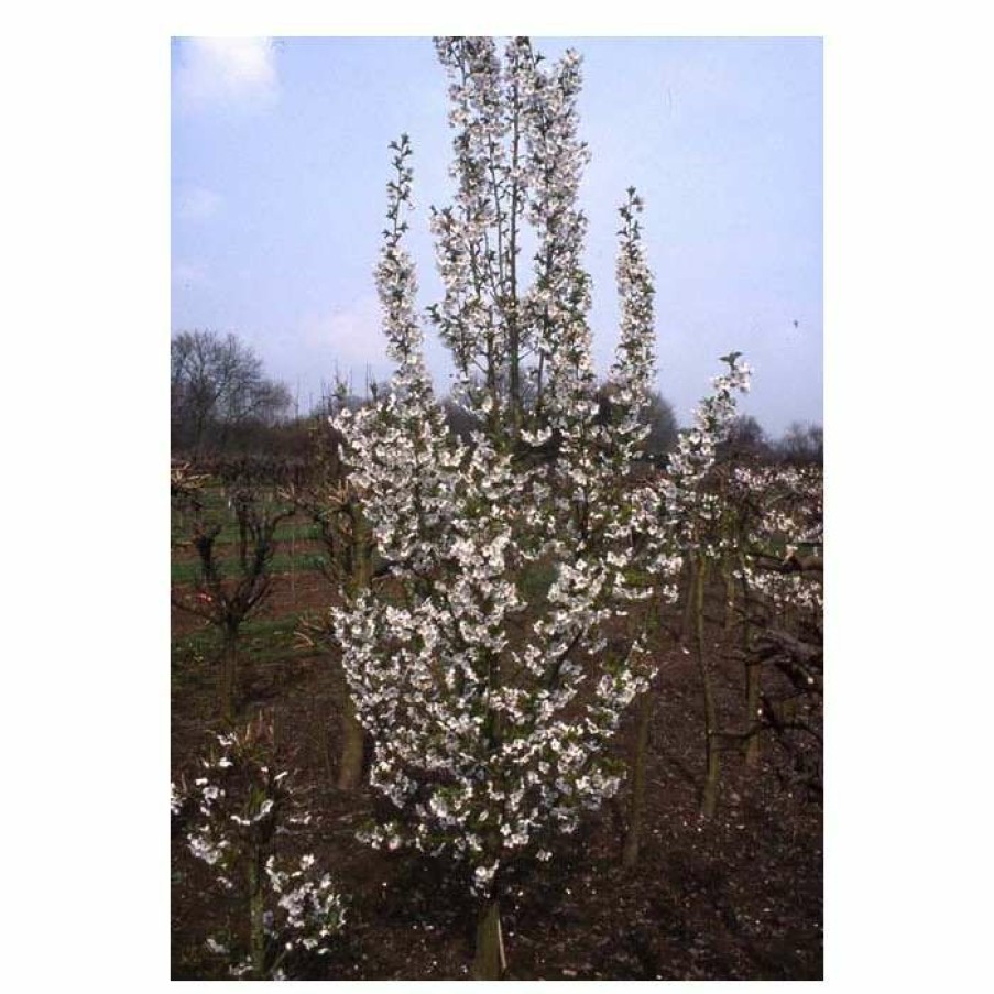 Ornamental Trees * | Prunus 'Snow Goose' | Cherry Blossom Tree