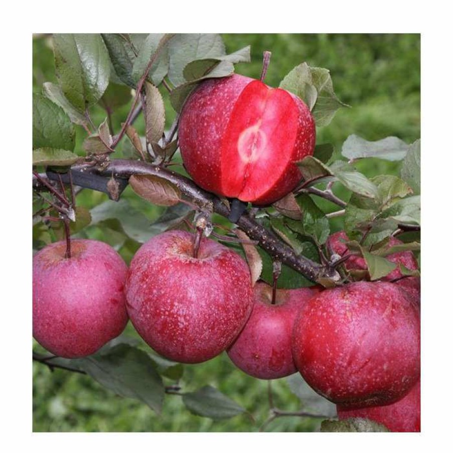 Fruit Trees * | 4Ft 'Tickled Pink Baya Marisa Dual Purpose Patio Apple Tree | M27 Dwarfing Rootstock | 11.5L Pot | By Frank P Matthews