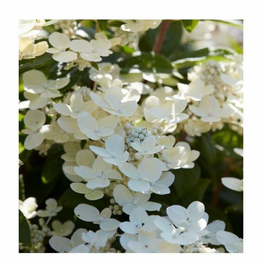 Ornamental Shrubs * | 10 15Cm Hydrangea Paniculata 'Polestar' (R) | 9Cm Pot