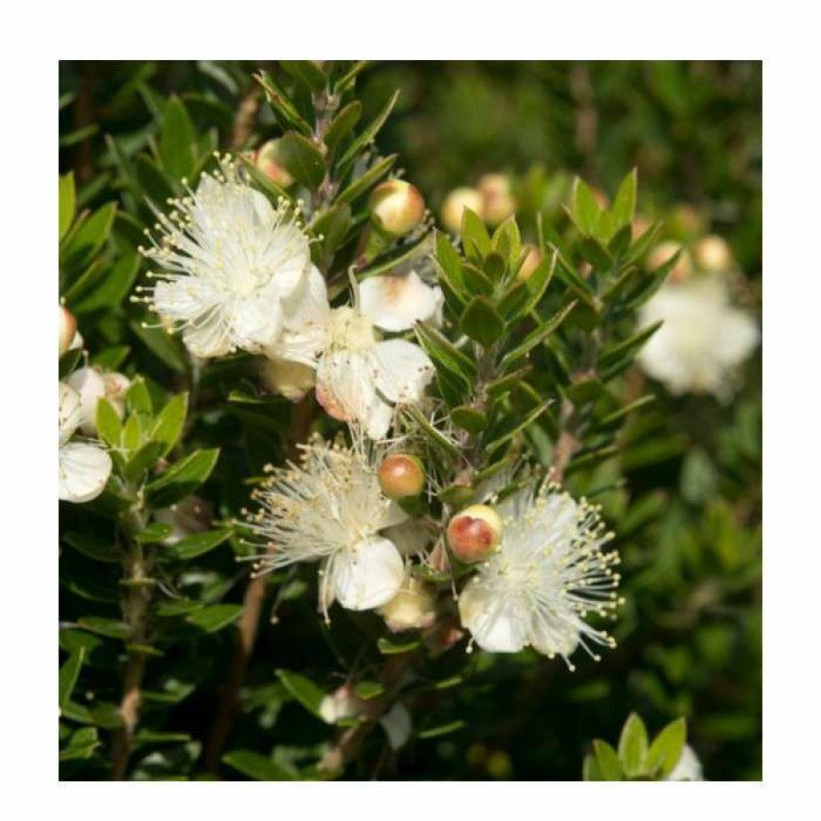 Ornamental Shrubs * | 10 15Cm Myrtus Communis Subsp. Tarentina | 9Cm Pot