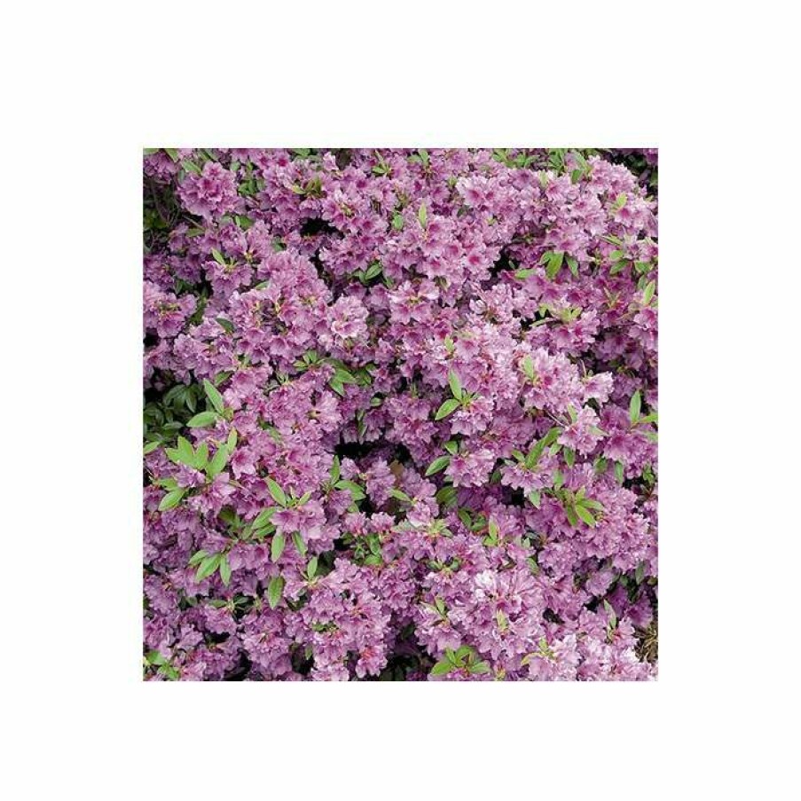 Ornamental Shrubs * | 1Ft Evergeen Azalea 'Herbert' |3L Pot | Azelea Japonica